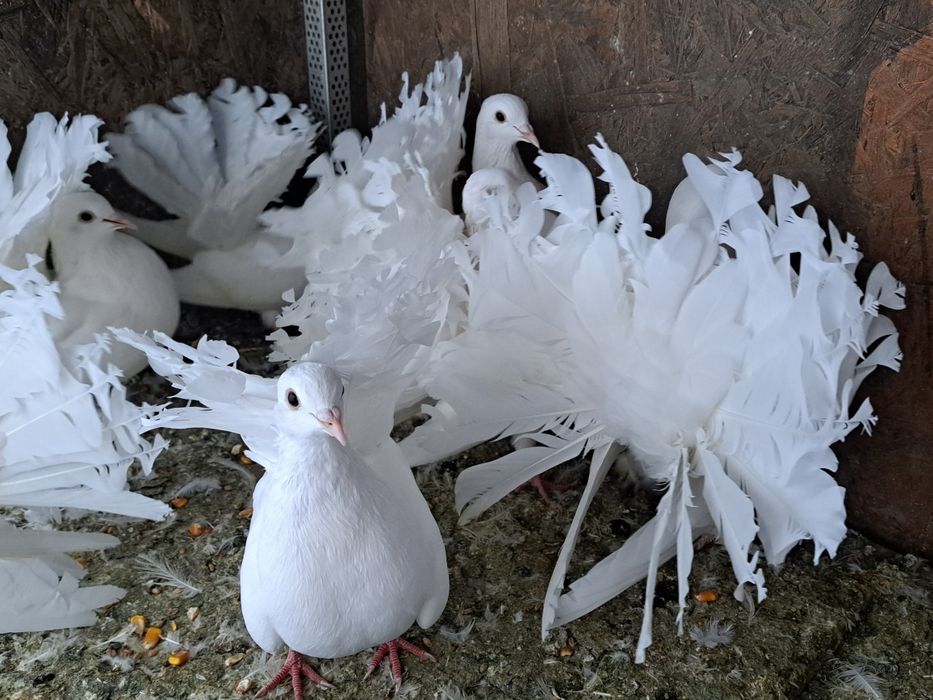 De vânzare porumbei voltați