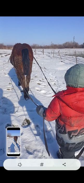 Disponibil manz de 8 luni armăsar