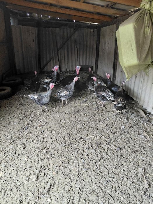 Продам индушек молодых