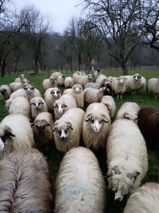 Vând oi tinere și miele de anul acesta