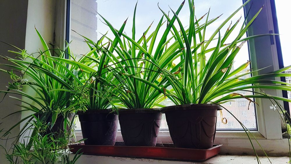 Хлорофитум Xlorofitum Xonaki gul tuvakda Xlorofitum