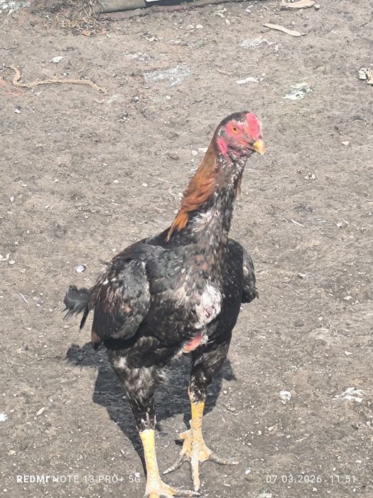 Даканы петух и куры