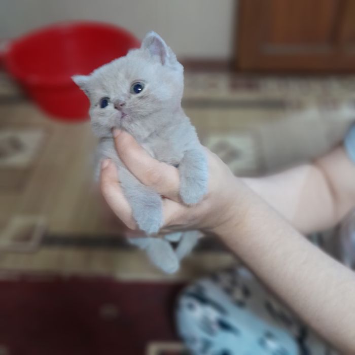 Sotiladi skotish fold