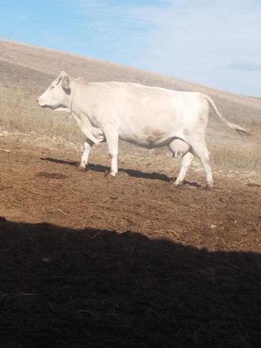 Vaci bălțate cu lapte