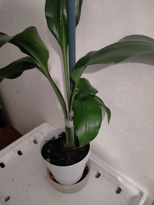 Продам комнатные цветы