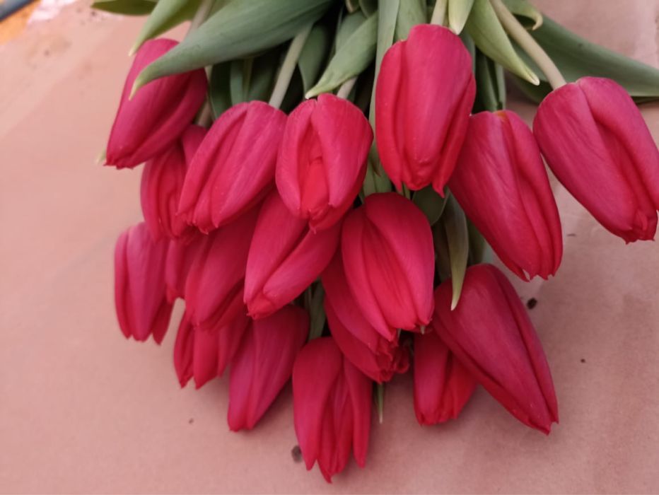 Тюльпаны оптом и розницу