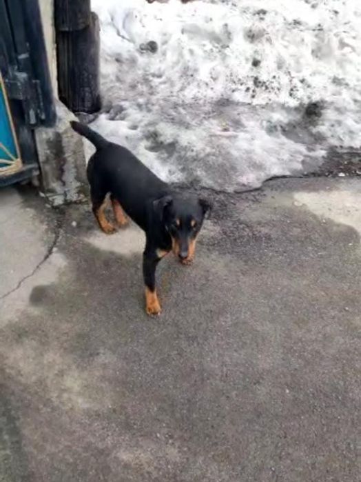 Вязка Ягдтерьера