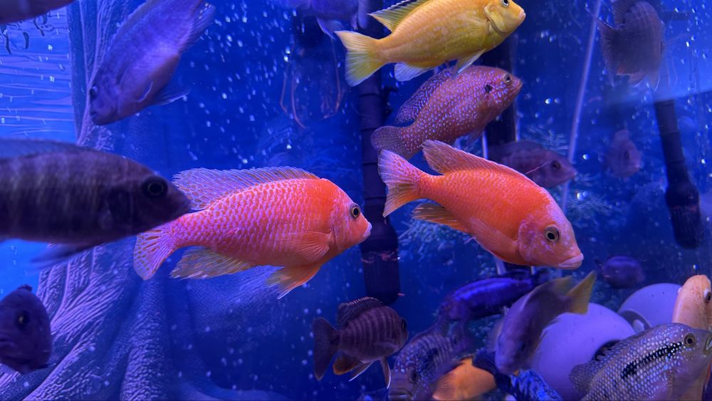 Цихлида Аулонокара Орхидея