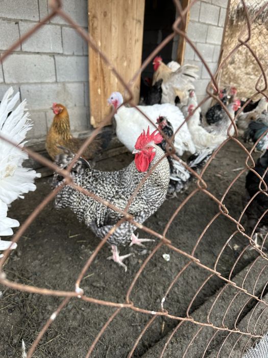 Продам  домашних петухов