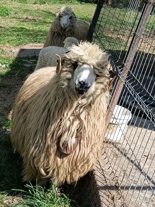 Vând 2 oi țurcane cu miei