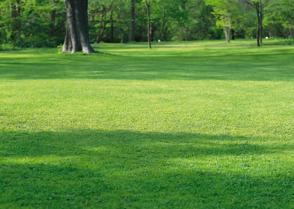 Лужайка в лесу фото Лужайка в лесу фото