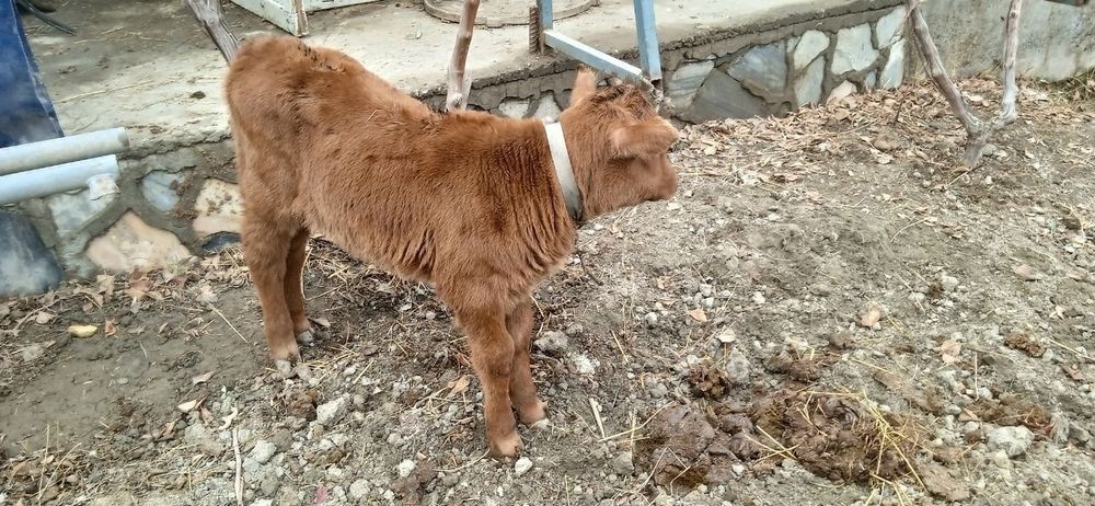 Она бола сигир сотилади