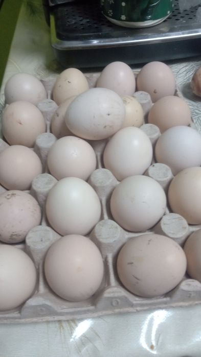 Ouă de combatant indian