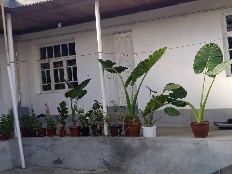 Gul shnavandalari uchun gullar