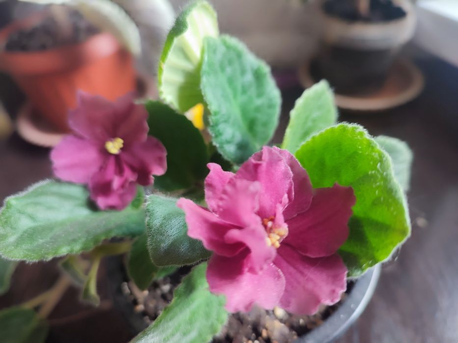 сортовые фиалки три вида