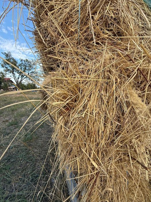 Vand fan de calitate, baloti dreptunghiulari
