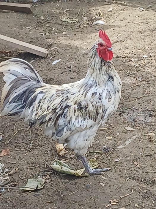 Cocos austrolop deosebiti