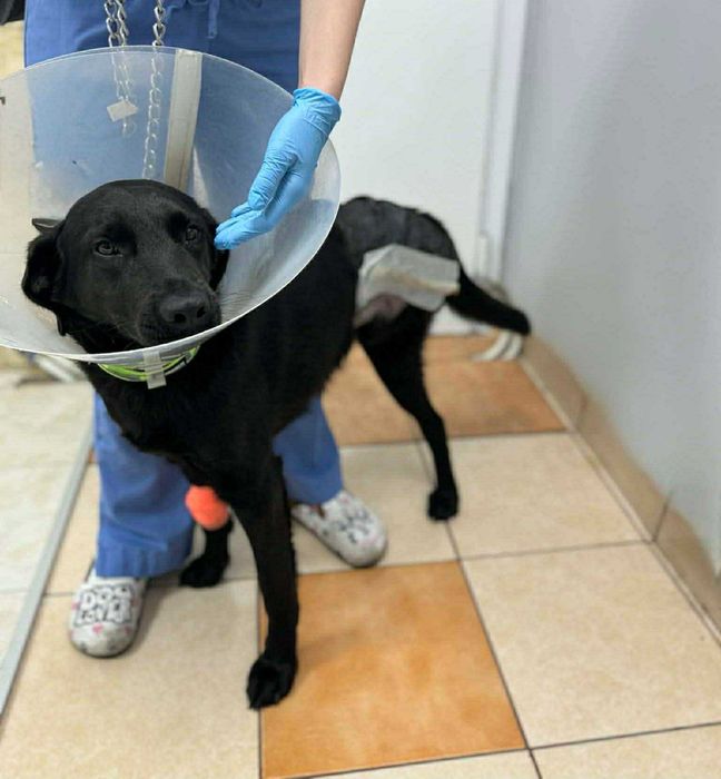 Кученца/котенце за осиновяване