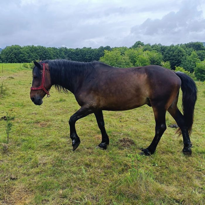 vând cal sau schimb