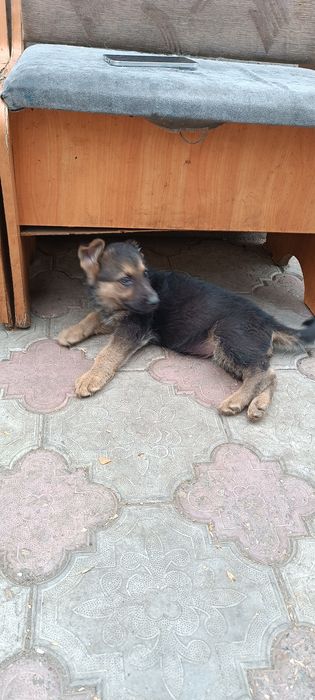 Продается щенок немецкой овчарки