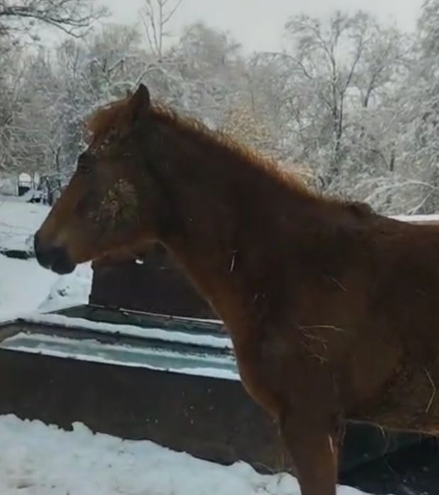 Срочно продается лошадь