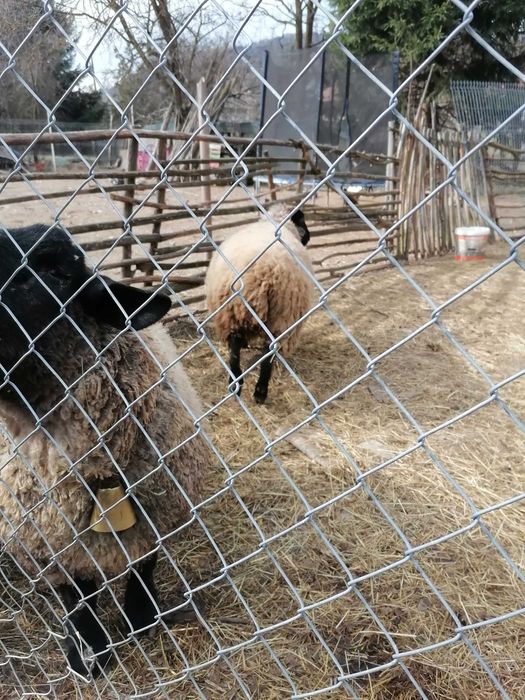 Vând un berbec și o oaie sufolck