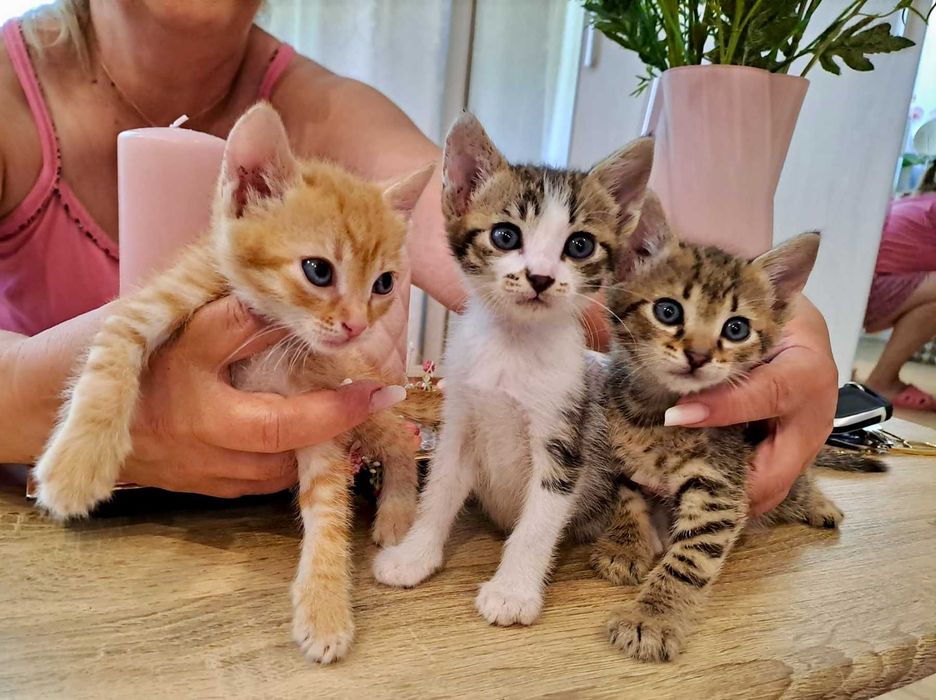 3 mustaciosi frumosi au nevoie de tine