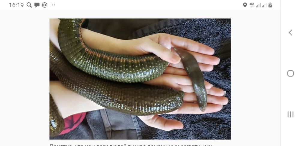 Пиявки в Кокше с Астаны доставка