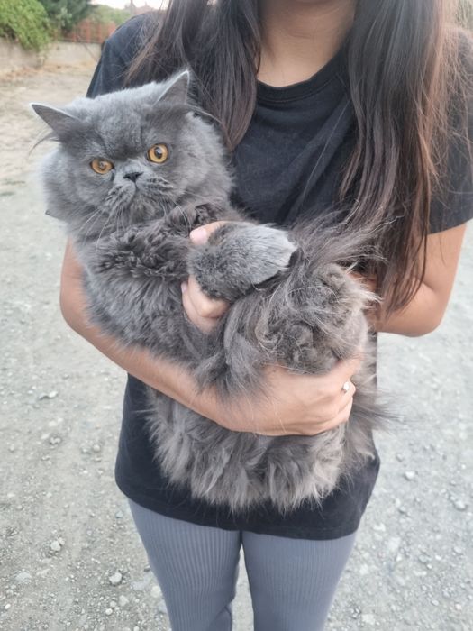 Персиска котка мъжки