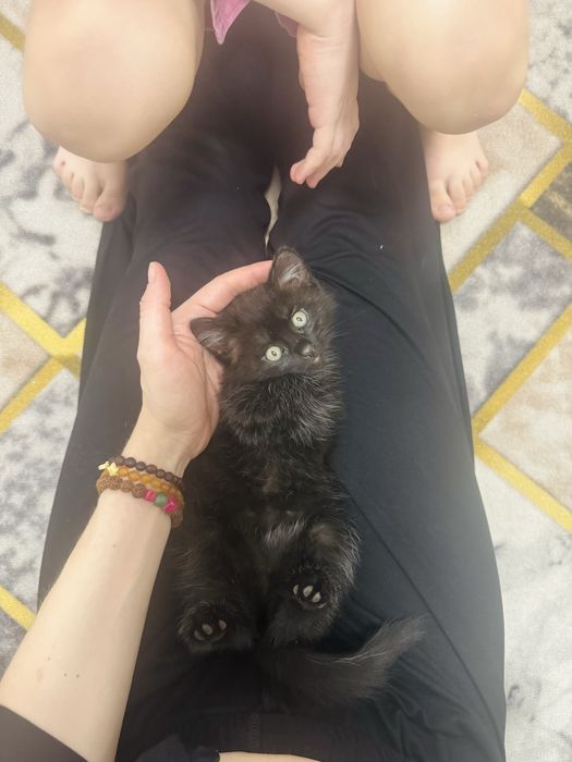 Отдам котенка в добрые руки