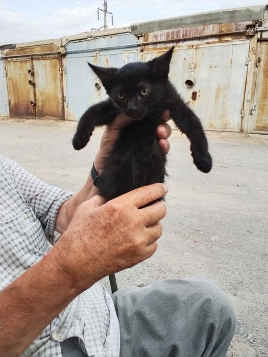 Котята котёнок мысык