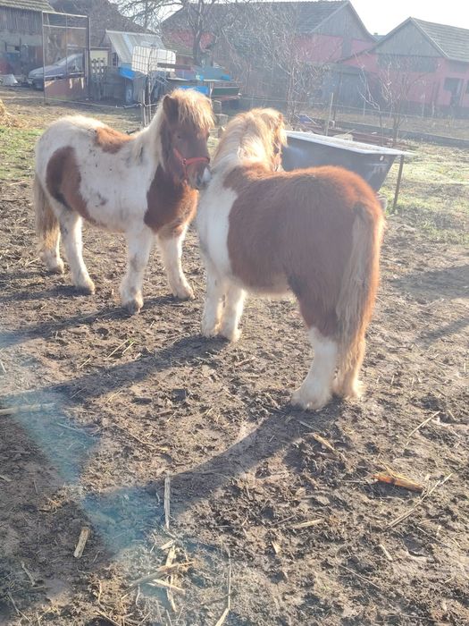 Pereche manze de ponei si capre pitice