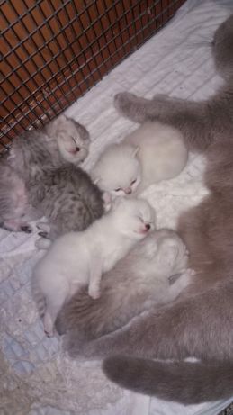 Вязка британец шиншилловый.