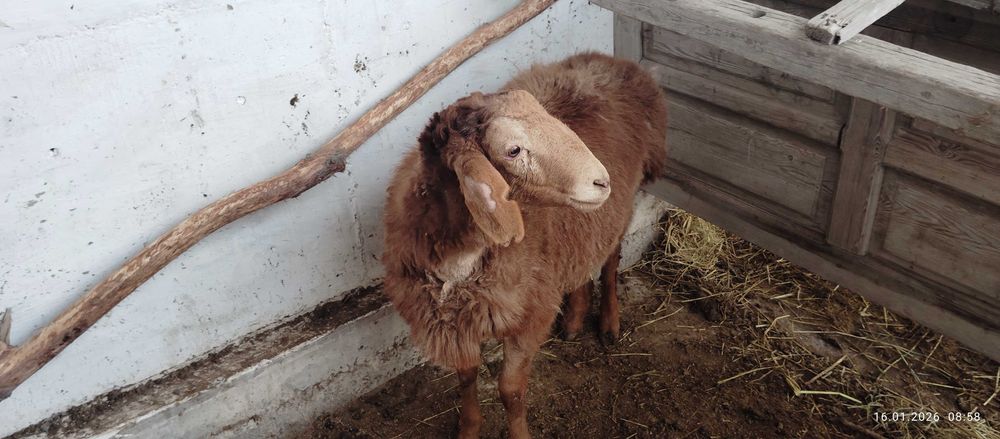 Қўй сотилади арашан