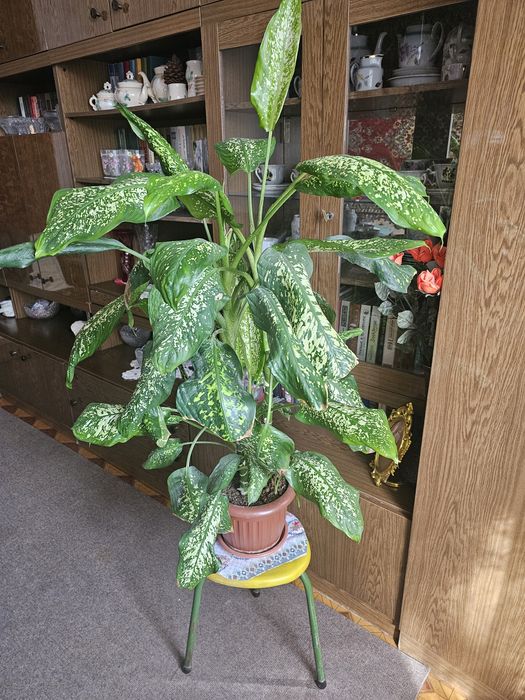 Диффенбахия. 5 отростков в одном горшок.