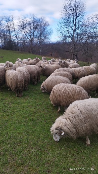 Oi disponibile, bune și bine întreținute .  Oile se află în Botoșana