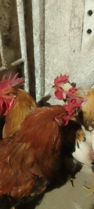 Продам молодых петухов