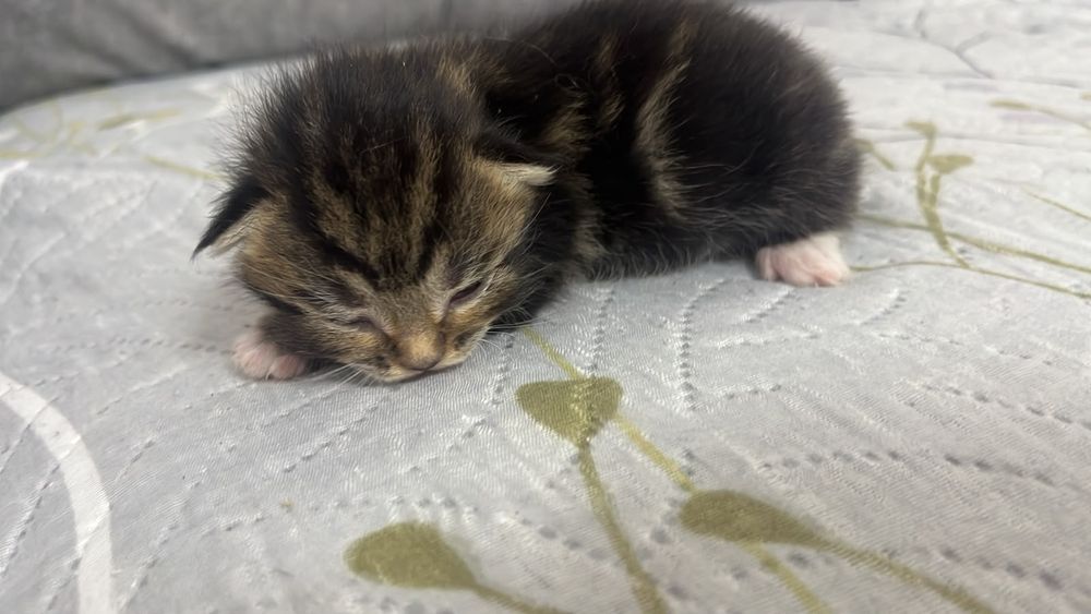 Продам красивых котят