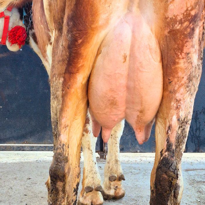 Vând vaca baltata romaneasca 4 ani fffff bună de lapte