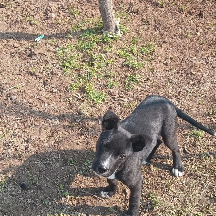 Pitbulcha tozza erkak