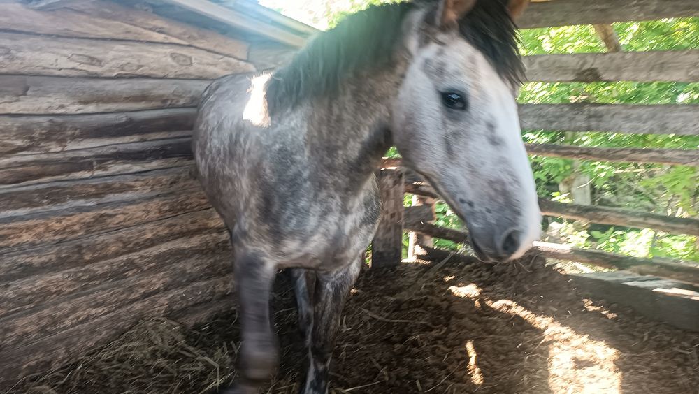Продам жеребца 2 года