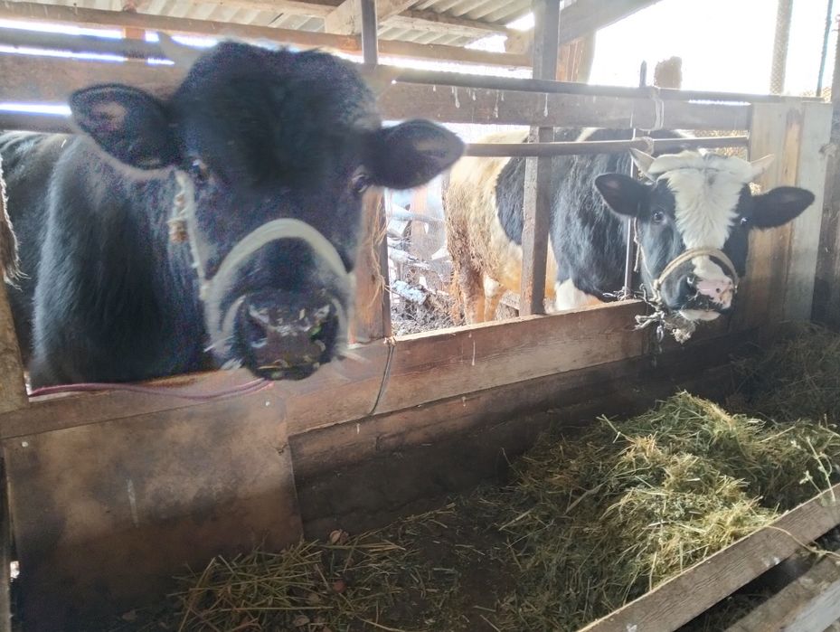 Скот бычки кочкар