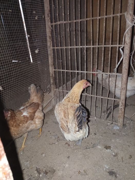 Уй товуклар сотилади нархи 100.000 сум килиштирип берамиз