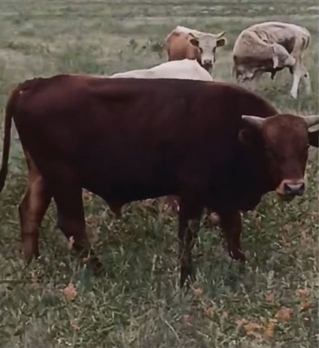 Продам бычков упитанных