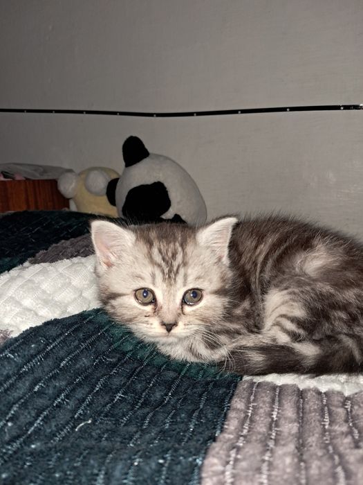 котёнок, скоттиш страйт