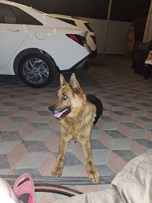 Кабель ищет подругу