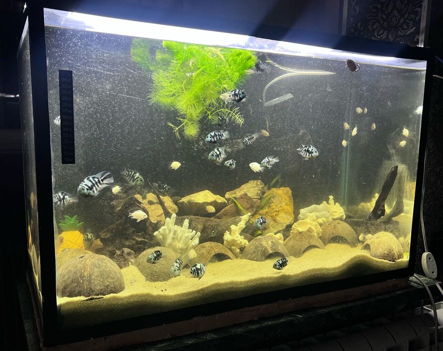 Продам аквариум 150л