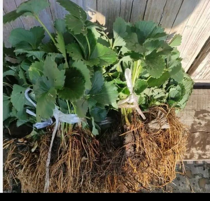 Разсад Ягоди и Малини