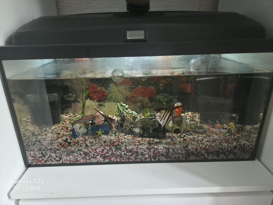Vand acvariu 60 l.