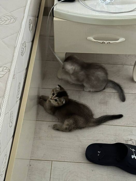 Вислоухие скоттиш фолд